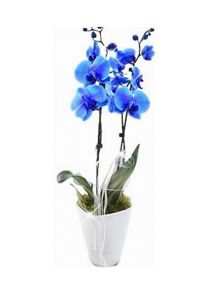 100 Adet Mavi Renk Orkide Tohumu (Sezonluk Taze Tohum 10 Yıl Kullanım Ömrü)