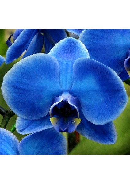 10 Adet Mavi Renk Orkide Tohumu (Sezonluk Taze Tohum 10 Yıl Kullanım Ömrü)