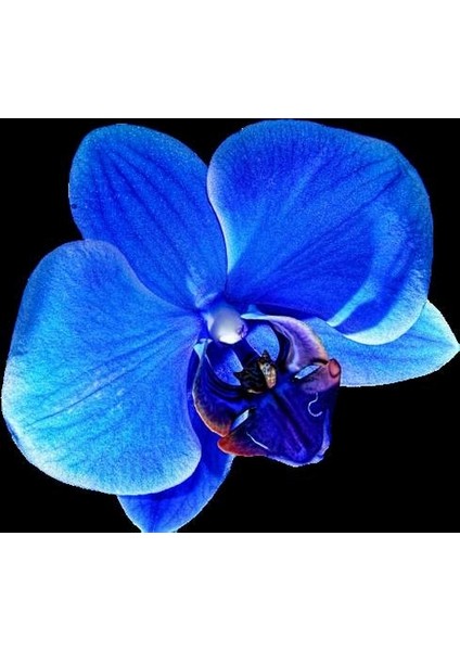 10 Adet Mavi Renk Orkide Tohumu (Sezonluk Taze Tohum 10 Yıl Kullanım Ömrü)