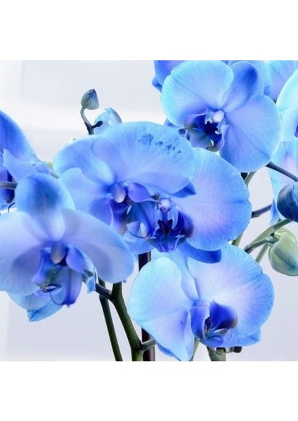 25 Adet Mavi Renk Orkide Tohumu (Sezonluk Taze Tohum 10 Yıl Kullanım Ömrü)