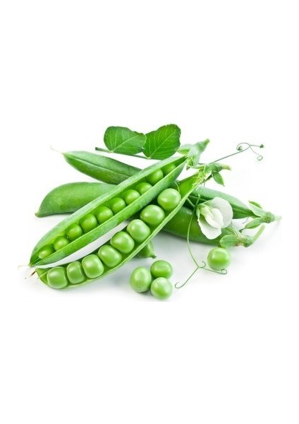 Bt Rondo - Utrillo- Bezelye Tohumu (500 Gr) fiyatları