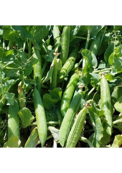 Bt Rondo - Utrillo- Bezelye Tohumu (500 Gr) fırsatları