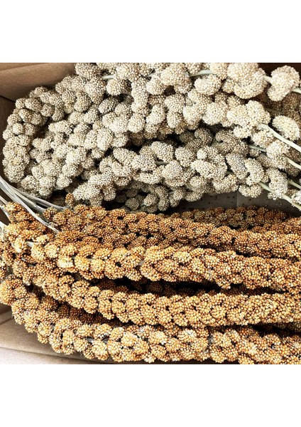 Beyaz ve Kızıl Daldarı Mix Muhabbet Kuşu ve Papağan Yemi 500 gr fiyatları