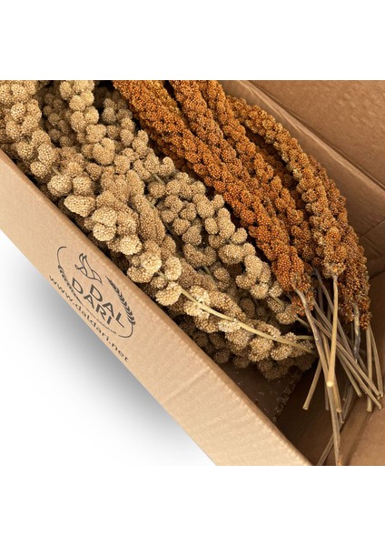 Beyaz ve Kızıl Daldarı Mix Muhabbet Kuşu ve Papağan Yemi 500 gr modelleri