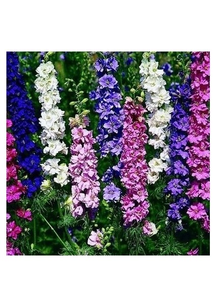 20 Adet Tohum Nadir Hazeran Çiçeği Tohumu