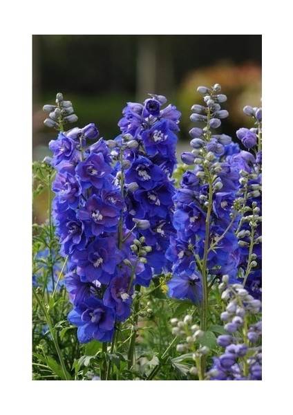 20 Adet Tohum Nadir Hazeran Çiçeği Tohumu fiyatları