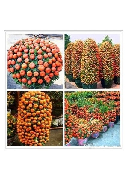 10 Adet Tohum Bodur Bonsai Mandalina Bonzai Ağacı Tohum Süpriz Bonsai Ağacı Tohum