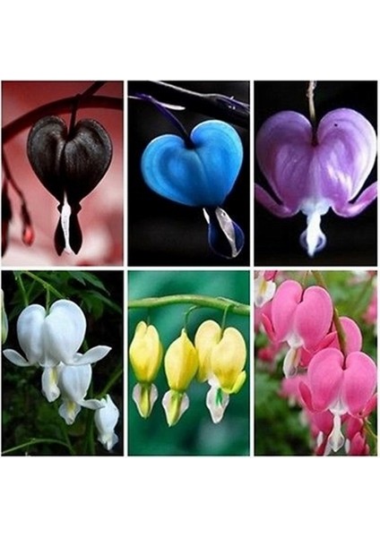 10 Adet Kalp Orkide Dicentra Spectabilis Tohumu + 10 Adet Karışık Renk Gülü Tohumu