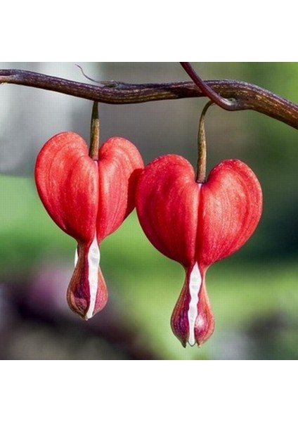 25 Adet Kalp Orkide Dicentra Spectabilis Tohumu + 10 Adet Karışık Renk Gülü Tohumu