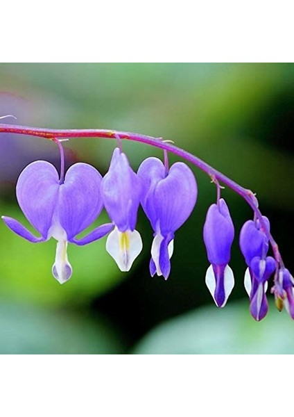 10 Adet Kalp Orkide Dicentra Spectabilis Tohumu + 10 Adet Karışık Renk Gülü Tohumu