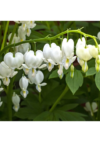 25 Adet Kalp Orkide Dicentra Spectabilis Tohumu + 10 Adet Karışık Renk Gülü Tohumu