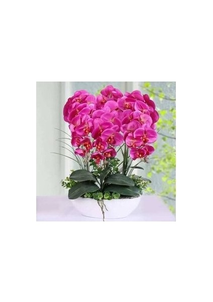 10 Adet Tohum Nadir Orkide Tohumu Orkide Çiçek Tohumu