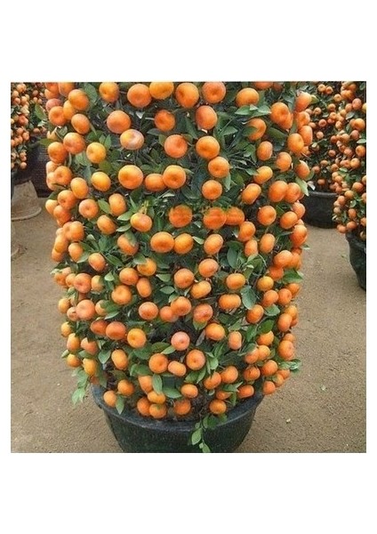 10 Adet Tohum Bodur Bonsai Mandalina Bonzai Ağacı Tohum Süpriz Bonsai Ağacı Tohum fiyatları