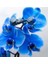 10 Adet Mavi Renk Orkide Tohumu (Sezonluk Taze Tohum 10 Yıl Kullanım Ömrü) 1