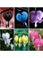 10 Adet Kalp Orkide Dicentra Spectabilis Tohumu + 10 Adet Karışık Renk Gülü Tohumu 1