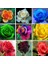 10 Adet Kalp Orkide Dicentra Spectabilis Tohumu + 10 Adet Karışık Renk Gülü Tohumu 4