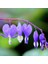 25 Adet Kalp Orkide(Dicentra Spectabilis) Tohumu + 10 Adet Hediye Karışık Renk Gülü Tohumu 1