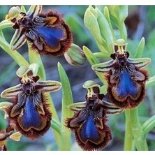 Day 10 Adet Arı Orkide Tohumu + 10 Adet Hediye Karışık Renk Gülü Tohumu