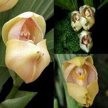 Day 100 Adet Karışık Renk Kundaktaki Bebek Orkide Tohumu + 10 Adet Hediye Karışık Renk Gülü Tohumu