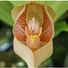 Day 10 Adet Karışık Renk Kundaktaki Bebek Orkide Tohumu + 10 Adet Hediye Karışık Renk Gülü Tohumu