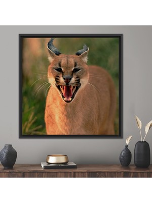 Kayra Export 1 Parça Siyah Çerçeveli Kanvas Tablo Vahşi Hayvan Hediye Kanvas Vahşi Kedi Kanvas Poster