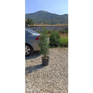 Dağkapı Botanik Leylandi Çam Fidanı 150 cm