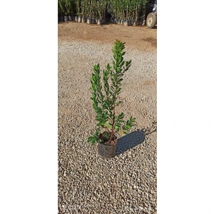 Dağkapı Botanik 3 Adet Dağ Çileği (Kocayemiş) Fidanı