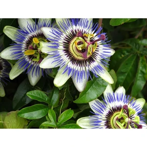Dükkan Senin Dükkansenin 30 Adet Nadir Passiflora Çarkıfelek Çiçek Çiçeği Tohumu Saksı Toprak Sürpriz Li