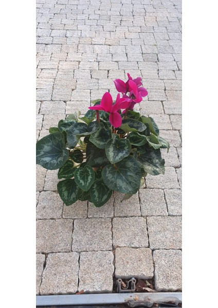 Siklamen fırsatları