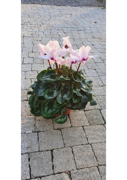 Siklamen indirimleri