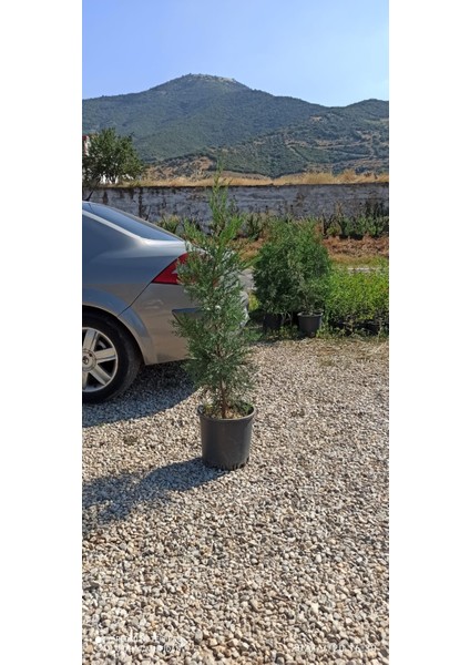 Leylandi Çam Fidanı 150 cm