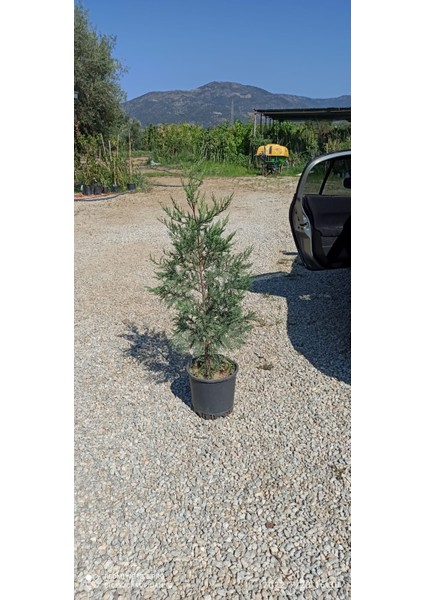 Leylandi Çam Fidanı 150 cm