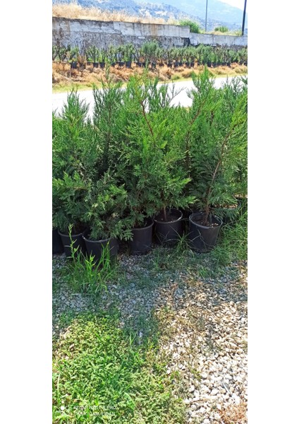 Leylandi Çam Fidanı 150 cm