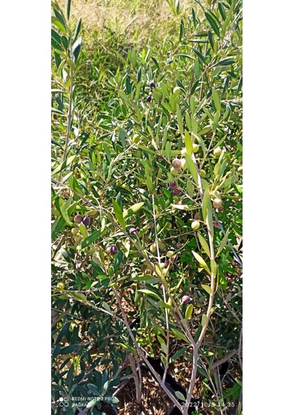 Arbeguina Zeytin Fidanı 5 Adet