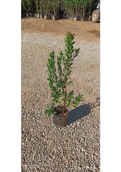 3 Adet Dağ Çileği (Kocayemiş) Fidanı