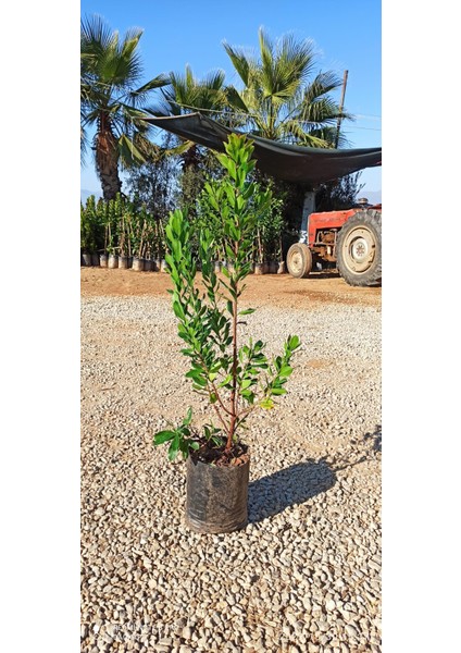 3 Adet Dağ Çileği (Kocayemiş) Fidanı fiyatları