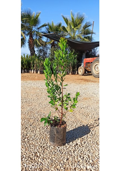 3 Adet Dağ Çileği (Kocayemiş) Fidanı modelleri