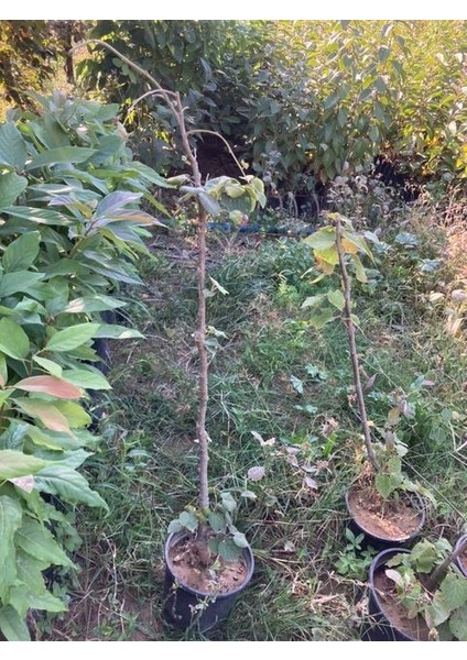 Saksılı 3 Yaş Kalın Gövdeli Ihlamur Ağacı Fidanı 110-150 cm