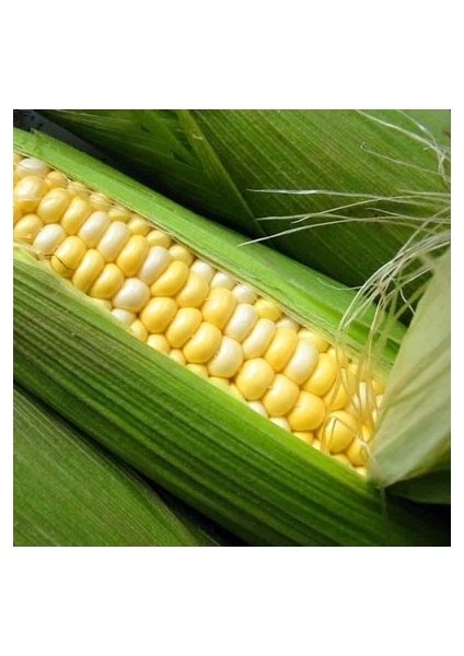 100 Adet Tohum Eko Paket Süt Mısır Süt Mısır Tohumu Darı Tohumu Mısır Tohumu