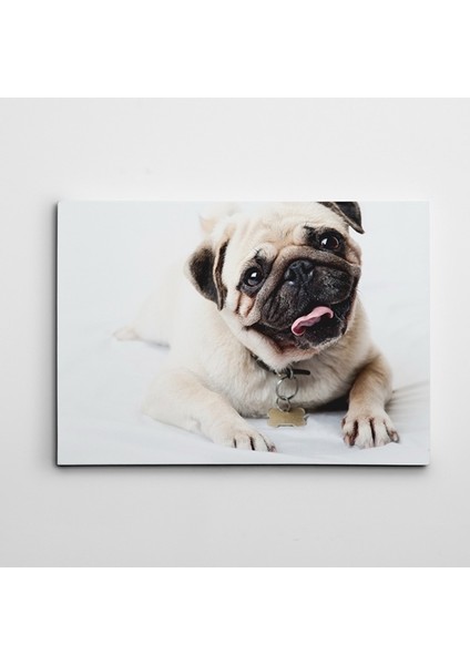 Sevimli Pug Kanvas Tablo