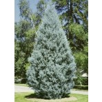 Plantistanbul Cupressus Arizonica - Mavi Servi Fidanı Saksıda
