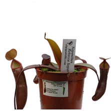 Etobur Bitkim Saksıda Dikili Canlı Yetişkin Nepenthes Suibriği