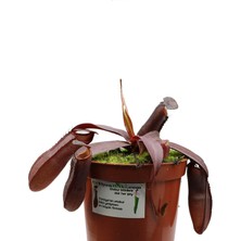 Etobur Bitkim Saksıda Dikili Canlı Yetişkin Nepenthes Suibriği