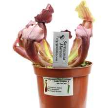 Etobur Bitkim Saksıda Dikili Canlı Yetişkin Sarracenia Maroon
