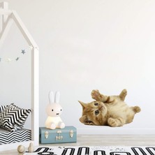 Areksan Reklam Yatan Yavru Kedi Çocuk Odası Duvar Sticker
