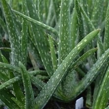 Toru Bahçe Aloevera Bitkisi 5-15CM Doğal Krem Şifalı Bitki Sarısabır