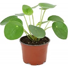 Bercestepeyzaj Pilea Peperomioides-Çin Para Bitkisi Ev Ofis Salon Bitkisi