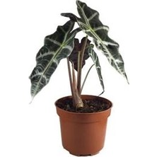 Berceste Peyzaj Fil Kulağı Bitkisi Alocasia Bitkisi 40 cm Ev Bitkisi Ofis Bitkisi Salon Bitkisi