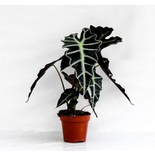 Berceste Peyzaj Fil Kulağı Bitkisi Alocasia Bitkisi 40 cm Ev Bitkisi Ofis Bitkisi Salon Bitkisi