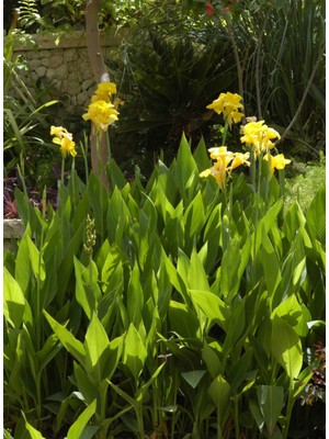 Plantistanbul Canna Indica Yellow Sarı Tesbih Çiçeği Saksıda